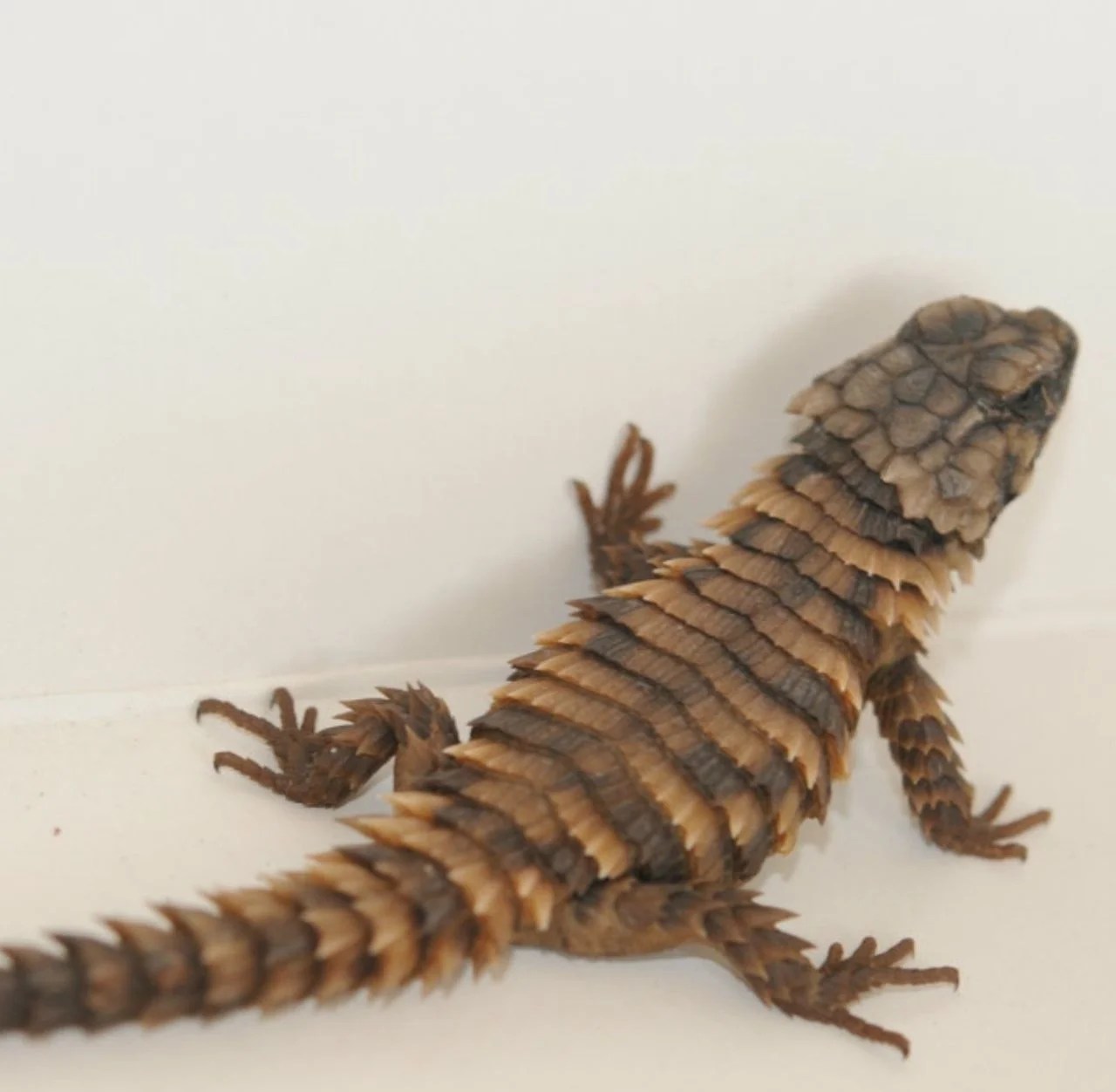 Armadillo Girdled Lizard (Ouroborus Cataphractus) Gorgeous captive bred originally from South African and lives in sub Saharan parts of central Africa. They are social and beautiful as display lizards with their dragon like body call osteoderms