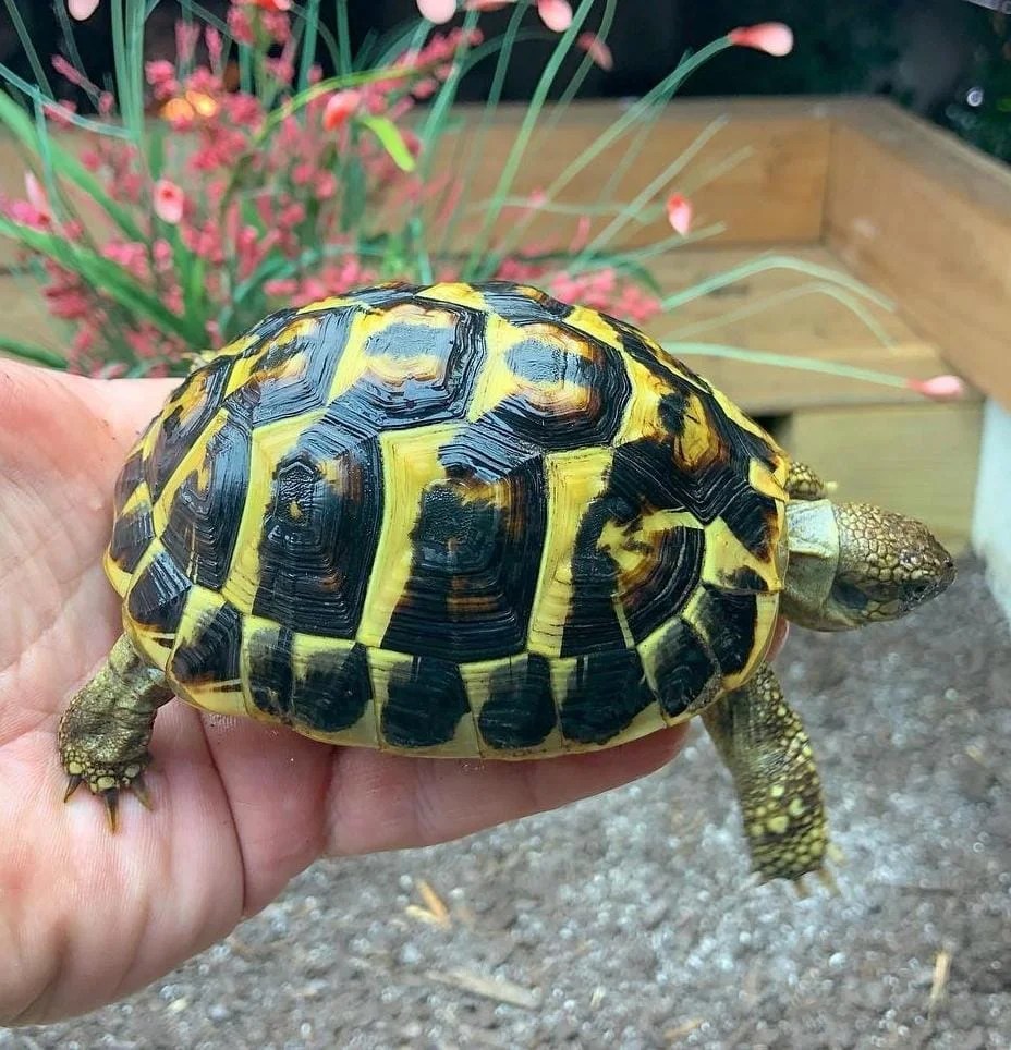 Hermann’s tortoises are one of the most popular tortoise species in the exotic pet hobby. All of the Hermann’s tortoises are captive bred, they naturally roam a wide range across Southern Europe. The species Testudo hermanni is comprised of two main subspecies, the western subspecies (Testudo hermanni hermanni) and eastern subspecies (Testudo hermanni boettgeri), both of which are considered to be threatened species in the wild.