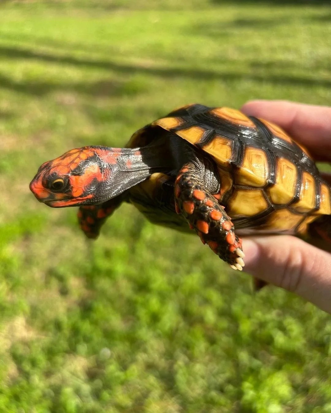 Cherry Head tortoise represent the one of the most colorful tortoise for sale in the world, along with the red foot and yellow foot. These guys are easy to care for, grow to around 11″ at full size and can weigh anywhere from 8-12 pounds at average adult size
